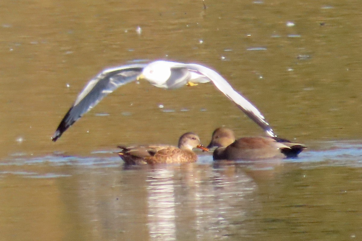 Gadwall - John Zakelj