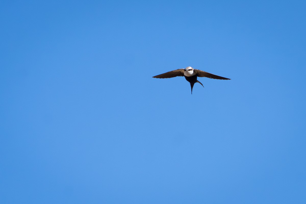 White-backed Swallow - ML624981618