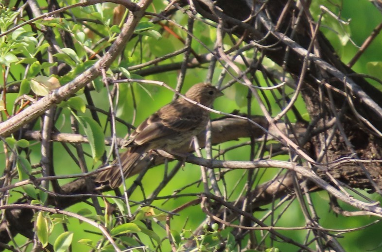 Song Sparrow - ML624981755