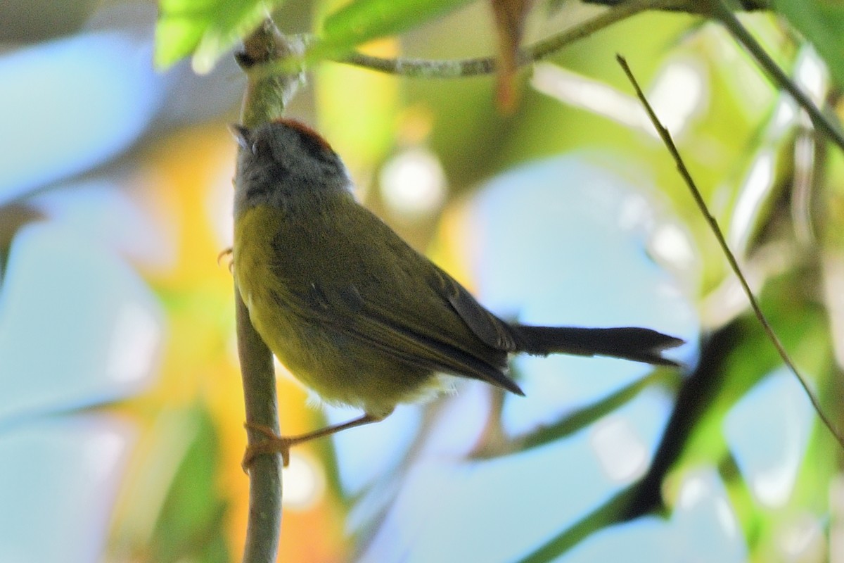 Russet-crowned Warbler - ML624981756