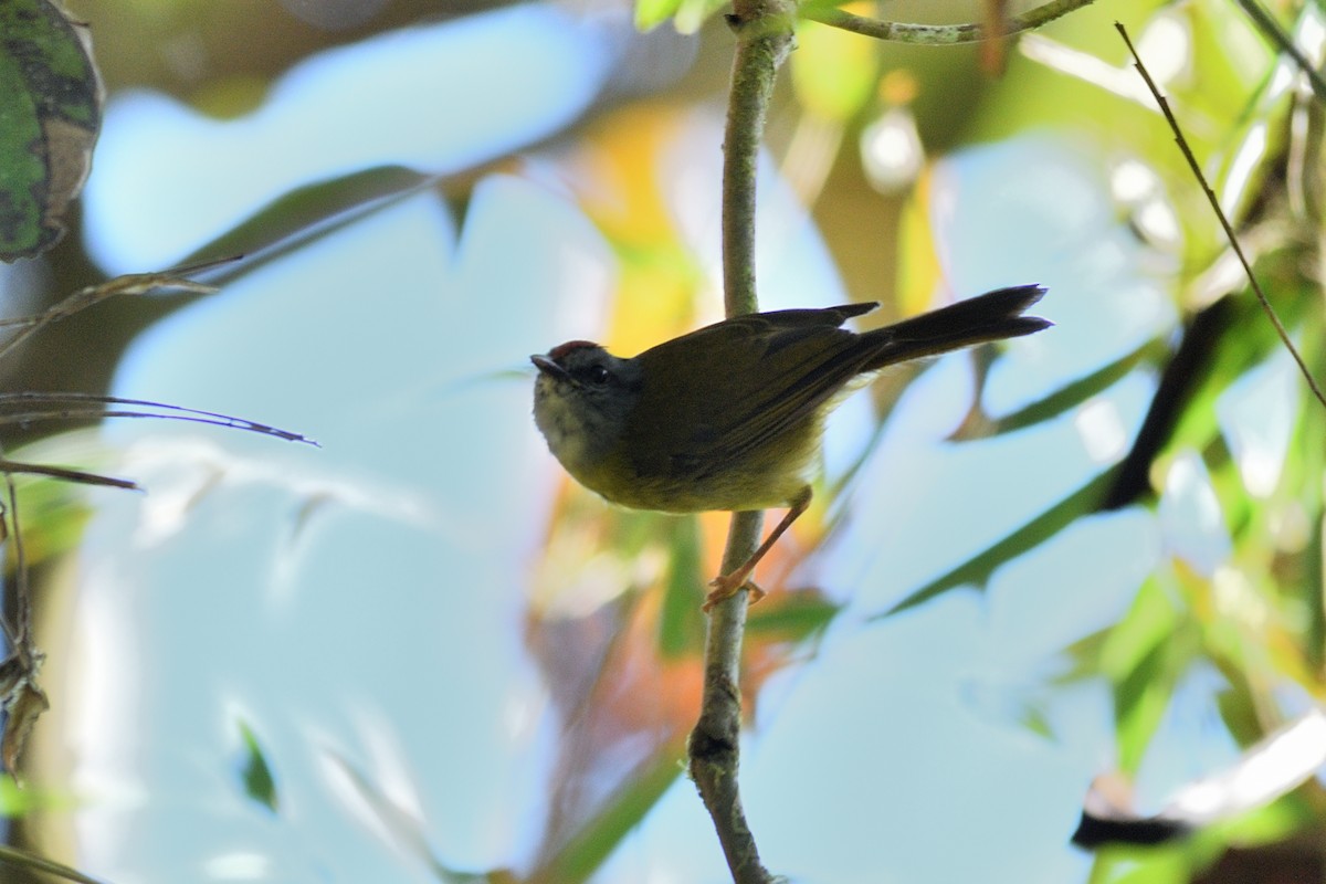 Russet-crowned Warbler - ML624981757