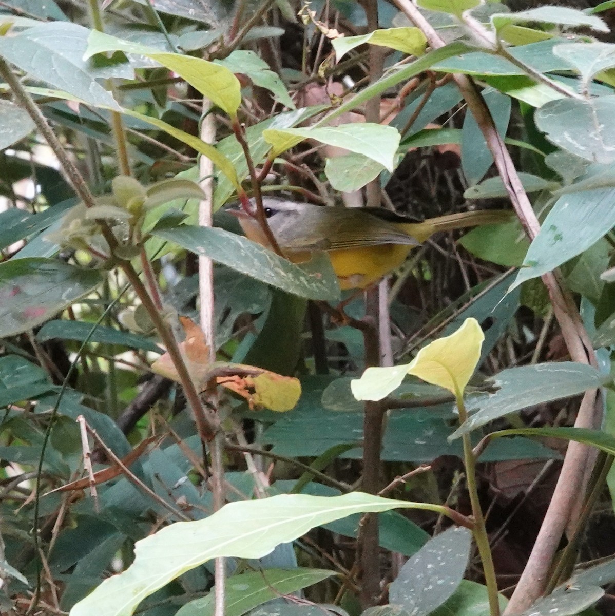 Three-banded Warbler - ML624981774