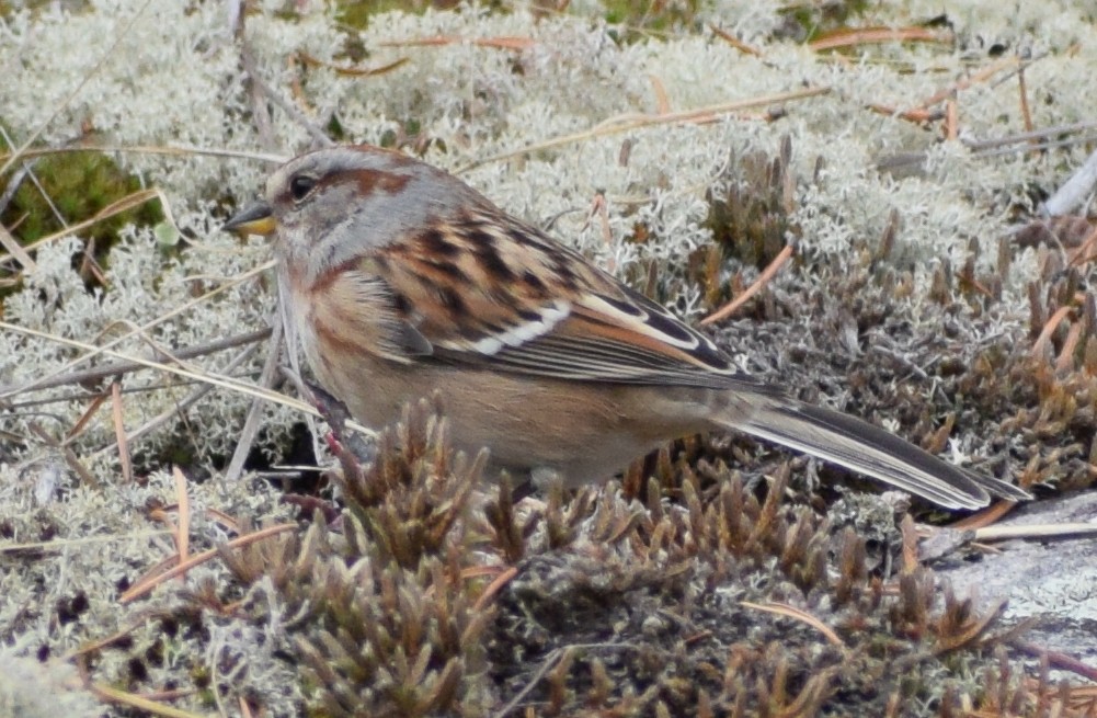 American Tree Sparrow - ML624981808