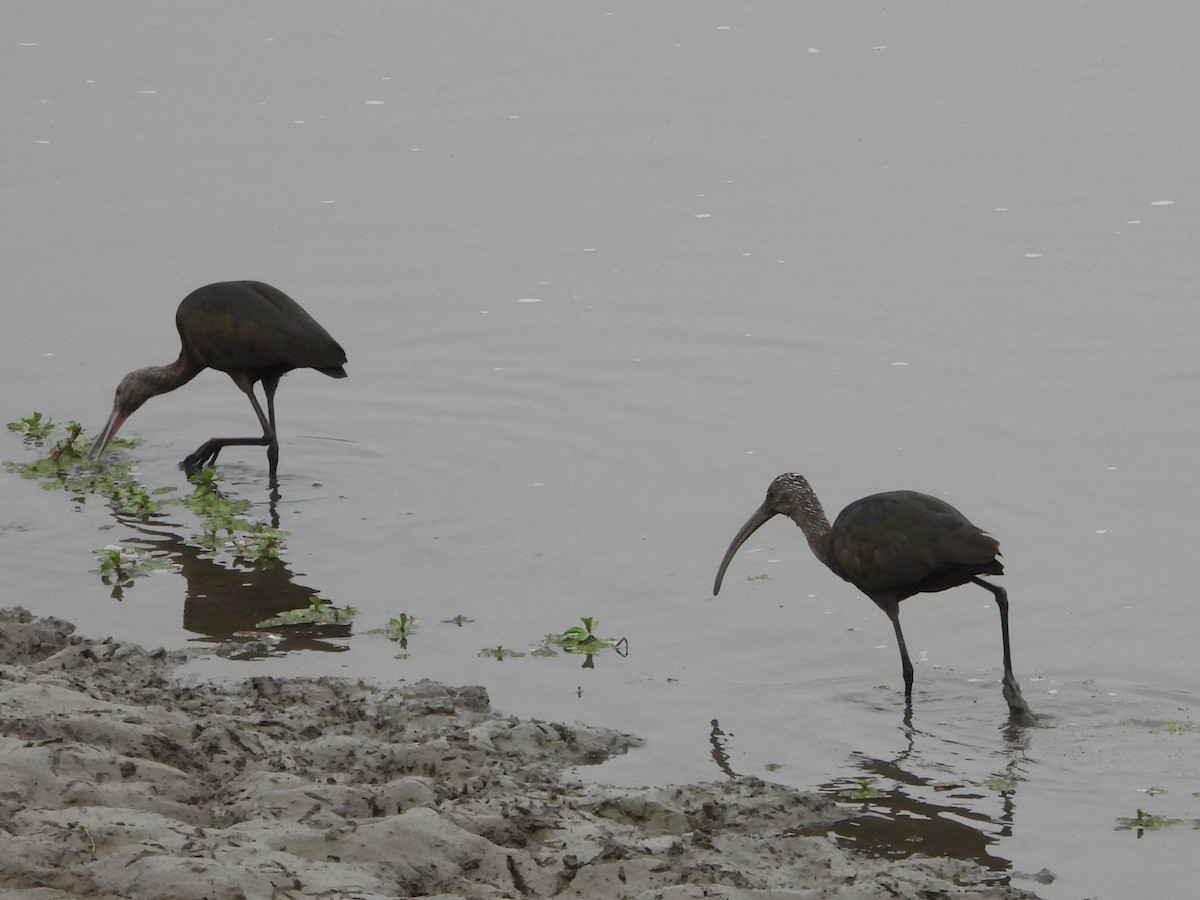 ibis americký - ML624981824