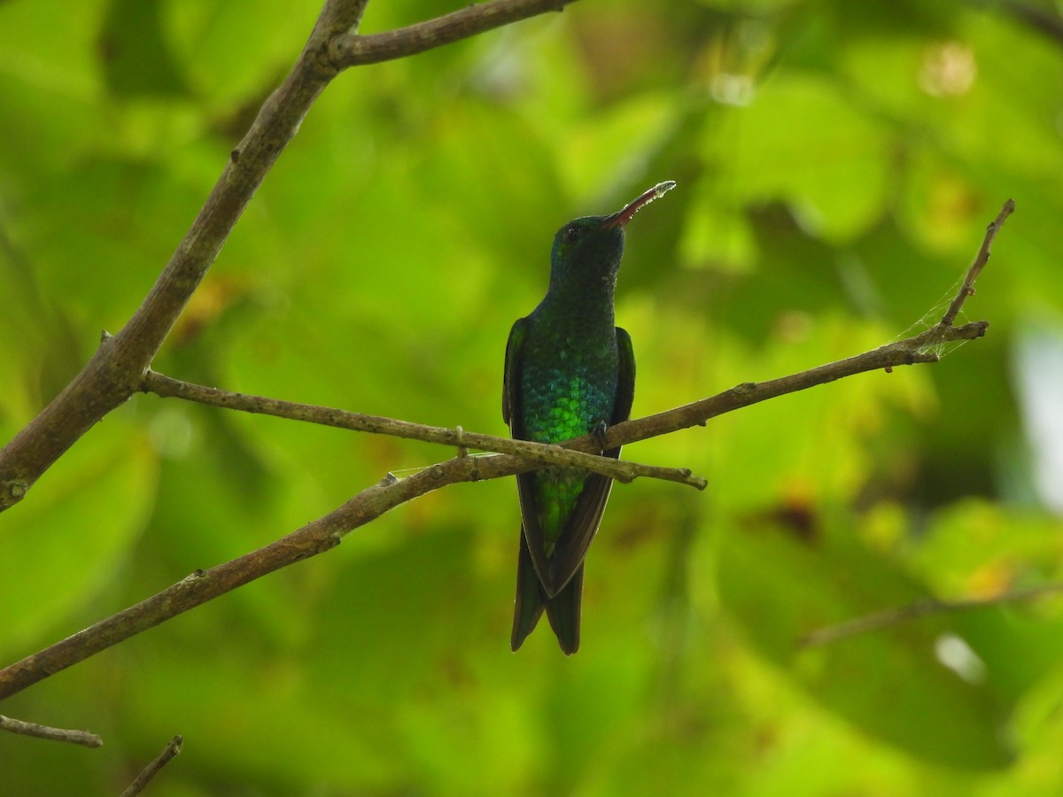 Shining-green Hummingbird - ML624981992