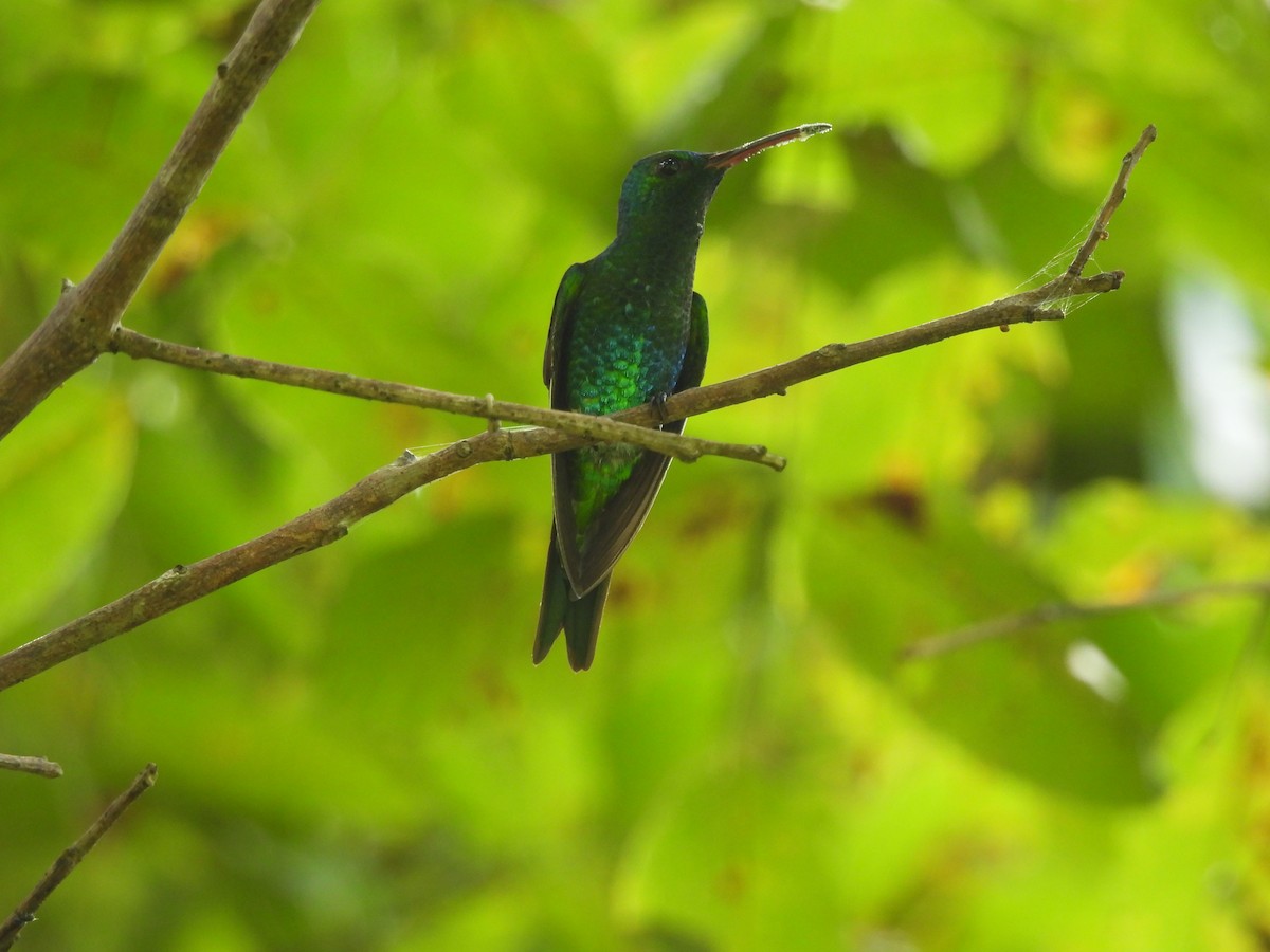 Shining-green Hummingbird - ML624981993