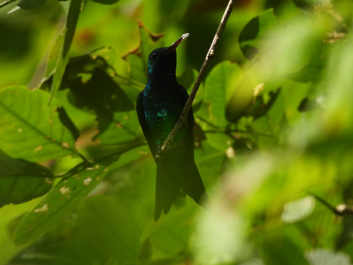 Shining-green Hummingbird - ML624981994