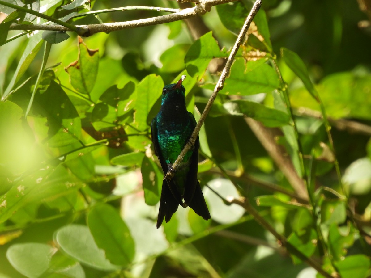 Shining-green Hummingbird - ML624981996