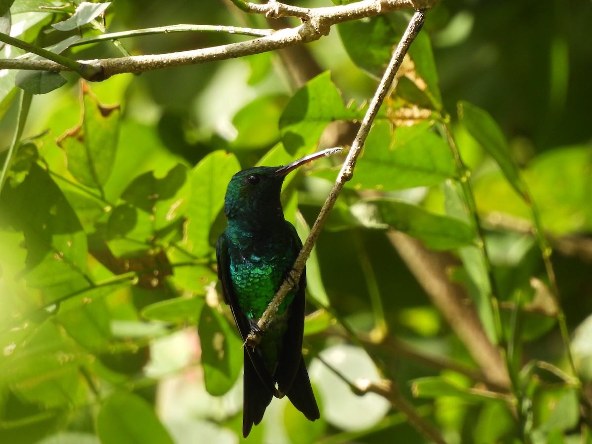 Shining-green Hummingbird - ML624981997