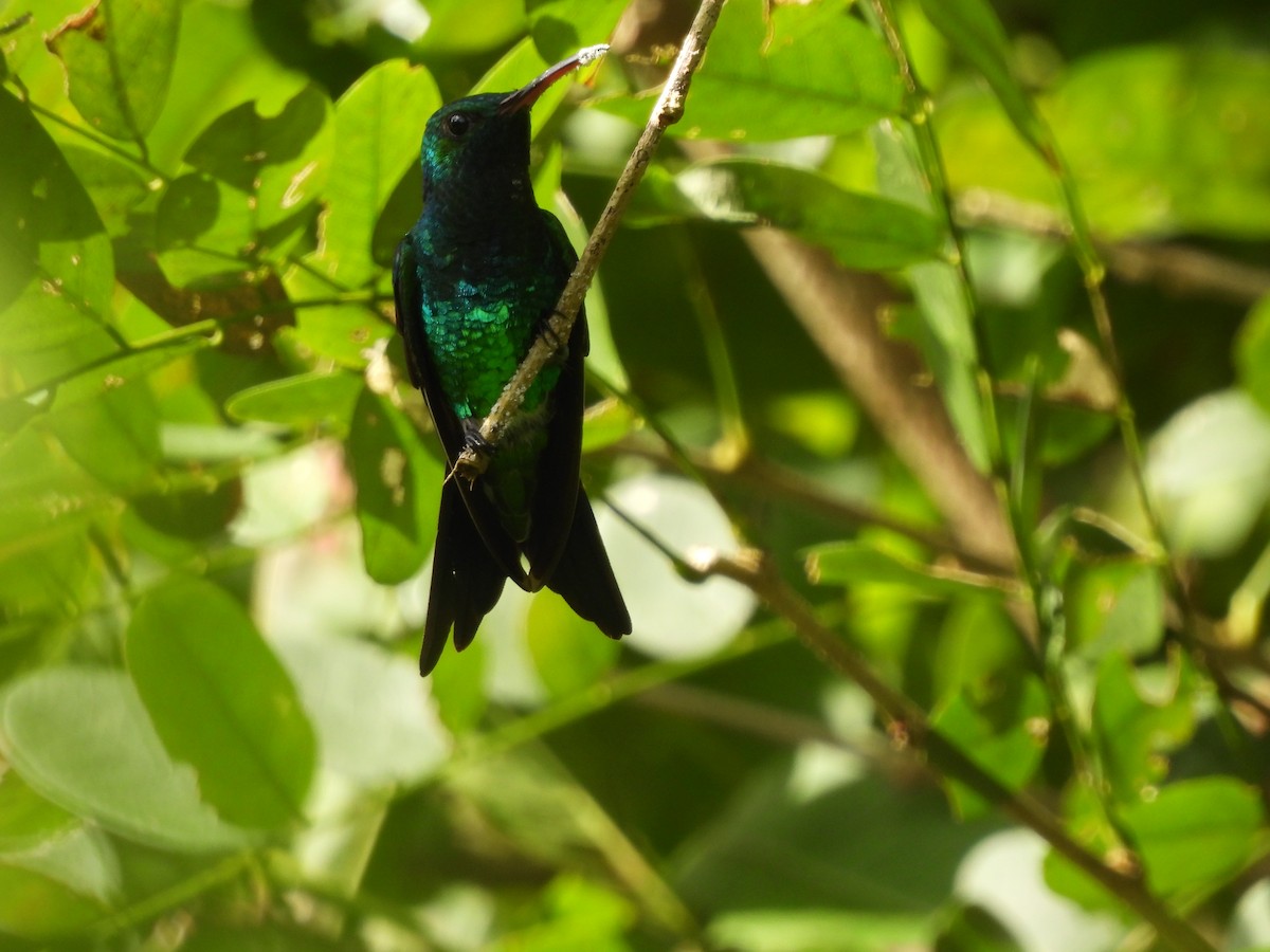 Shining-green Hummingbird - ML624981999