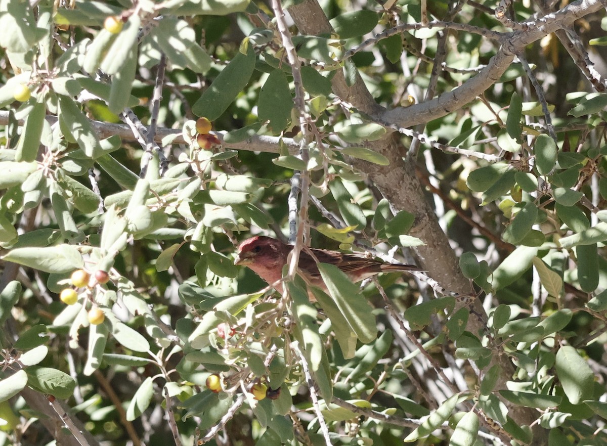 Purple Finch - ML624982073