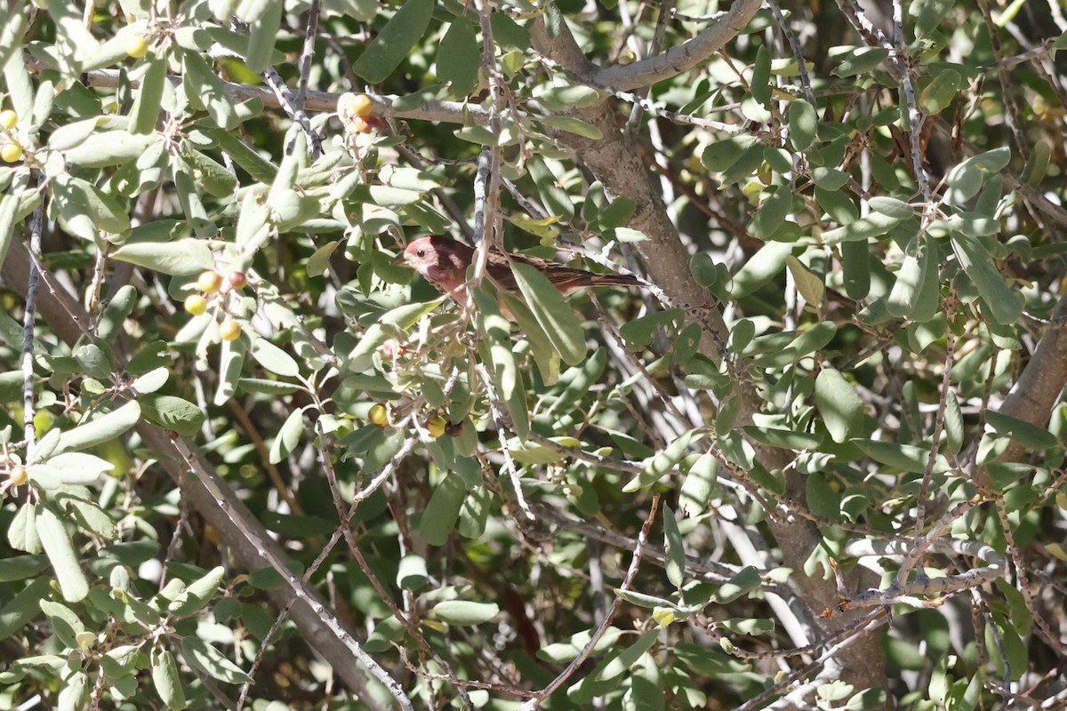 Purple Finch - ML624982074