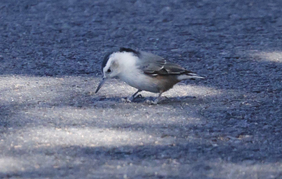 White-breasted Nuthatch - ML624982146