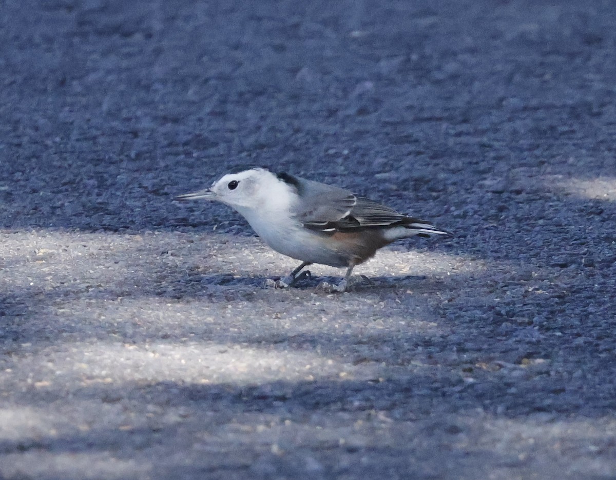 White-breasted Nuthatch - ML624982147