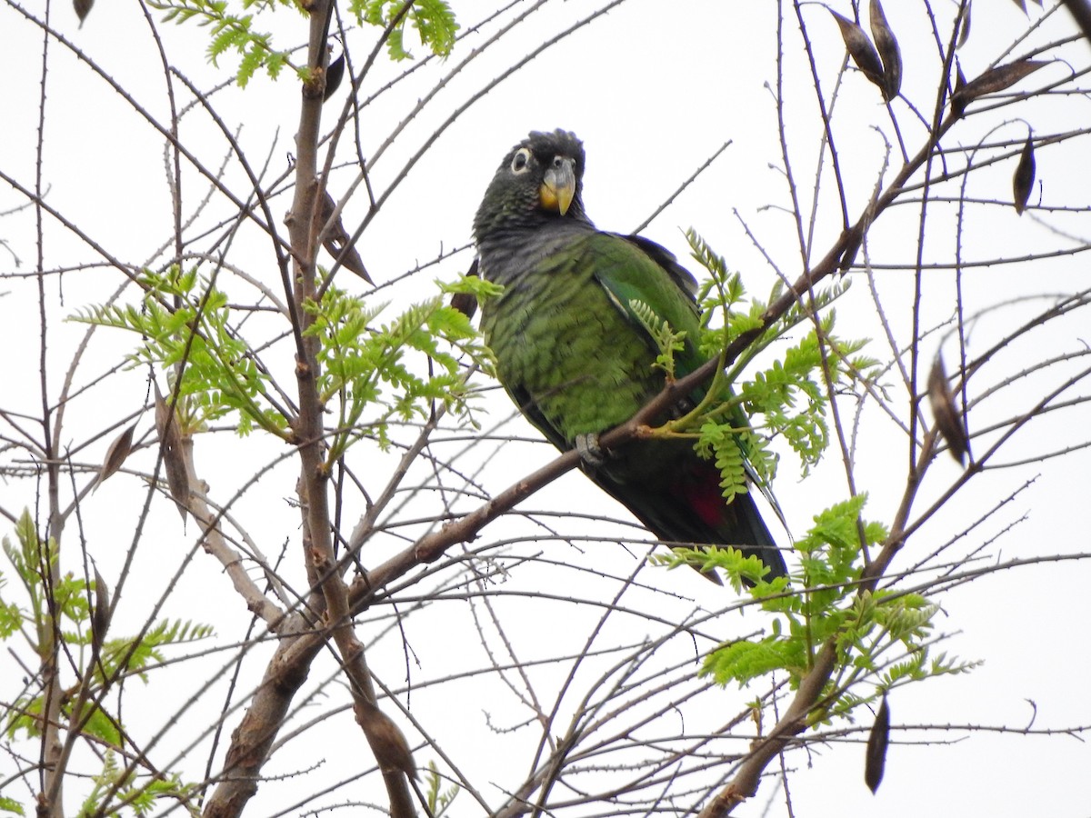 Scaly-headed Parrot - ML624982209