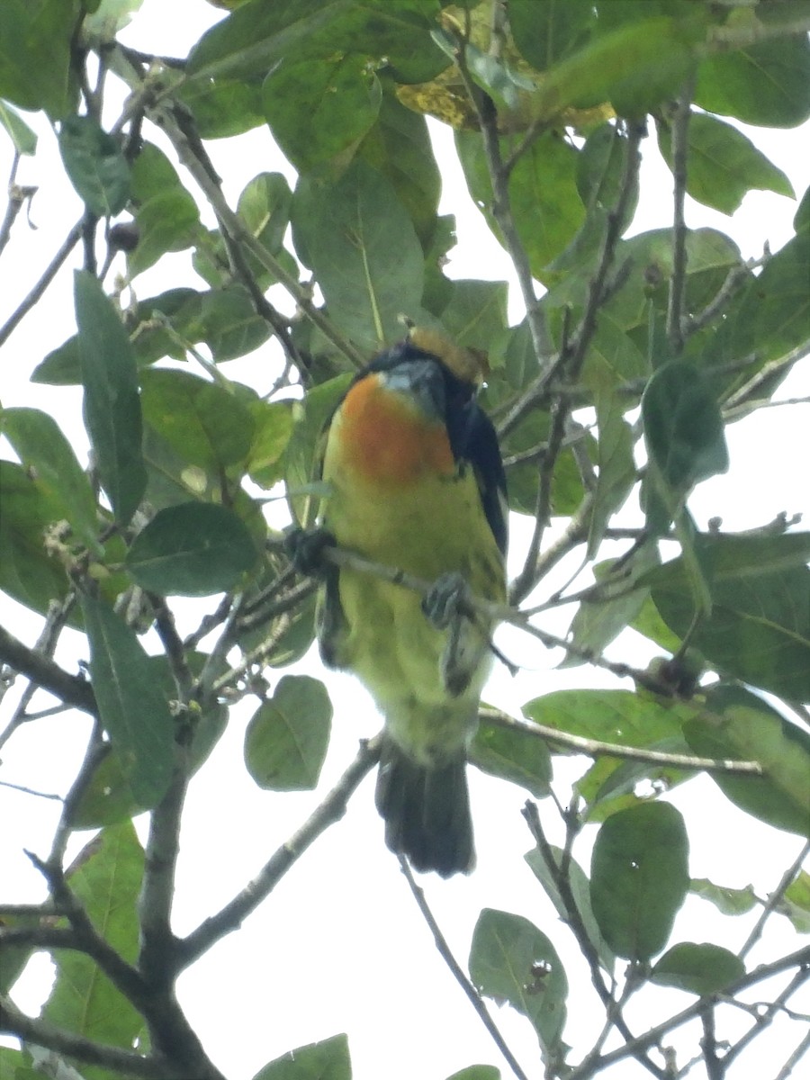 Gilded Barbet - ML624982289