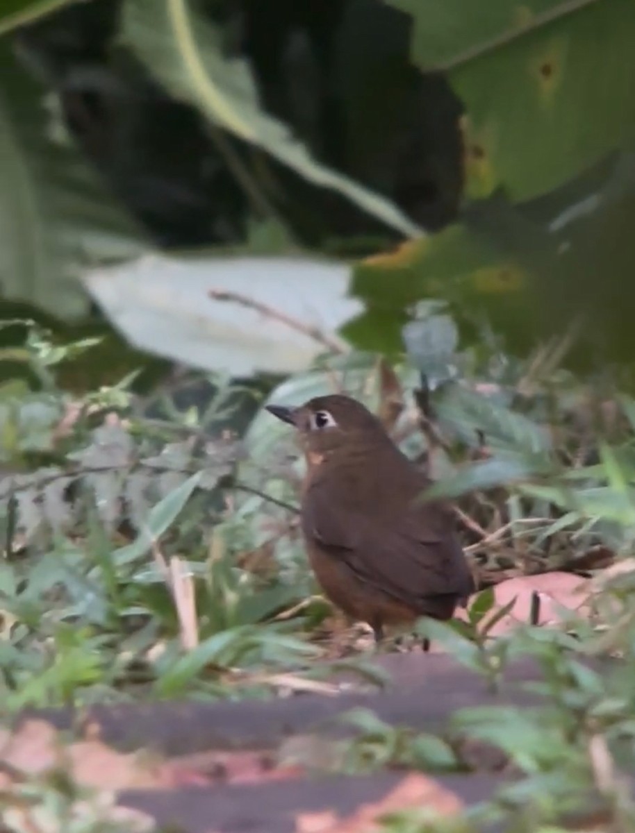 Plain-backed Antpitta - ML624982511