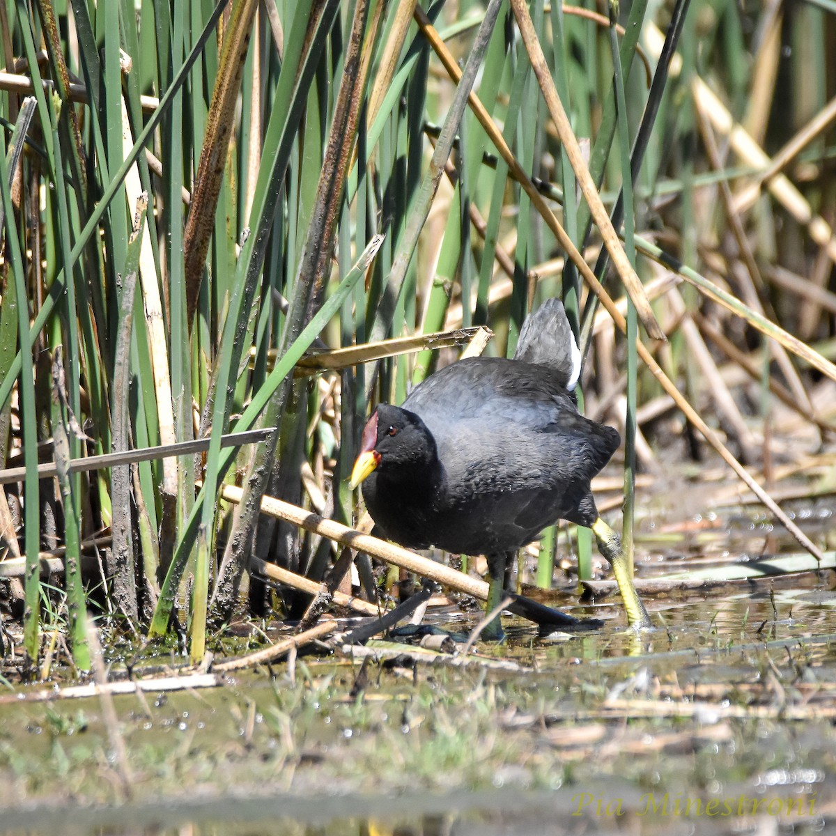 Red-fronted Coot - ML624982583