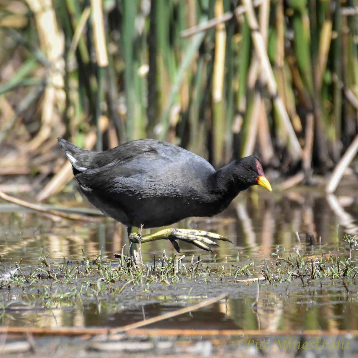 Red-fronted Coot - ML624982584