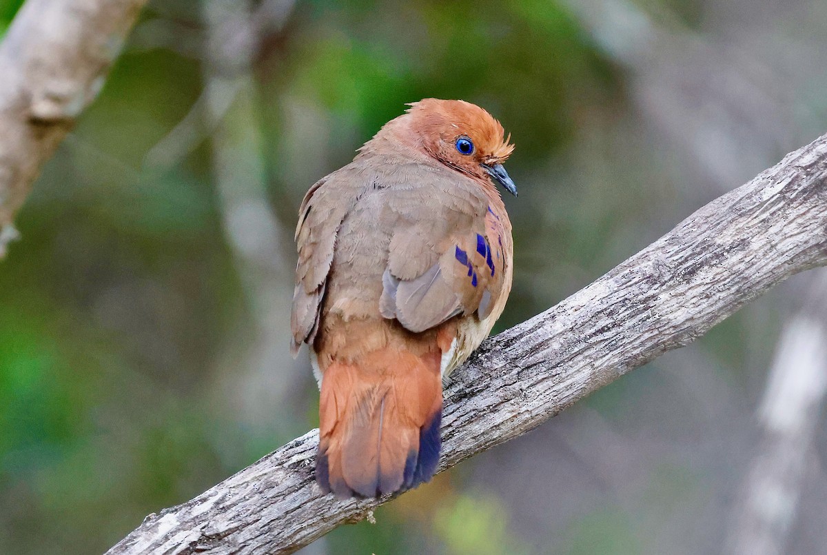 Blue-eyed Ground Dove - ML624982596