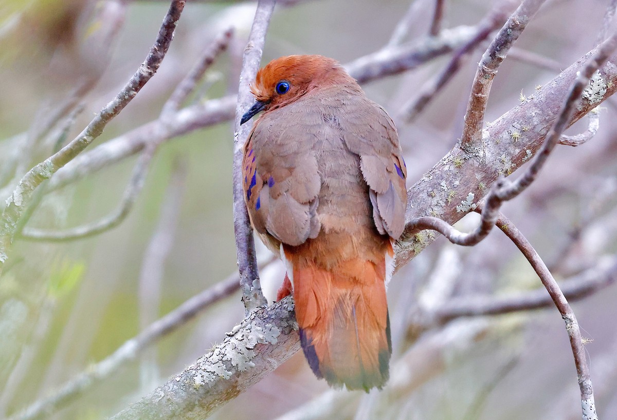 Blue-eyed Ground Dove - ML624982618