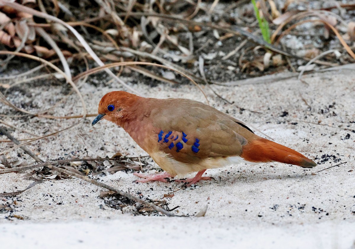 Blue-eyed Ground Dove - Kevin Zimmer