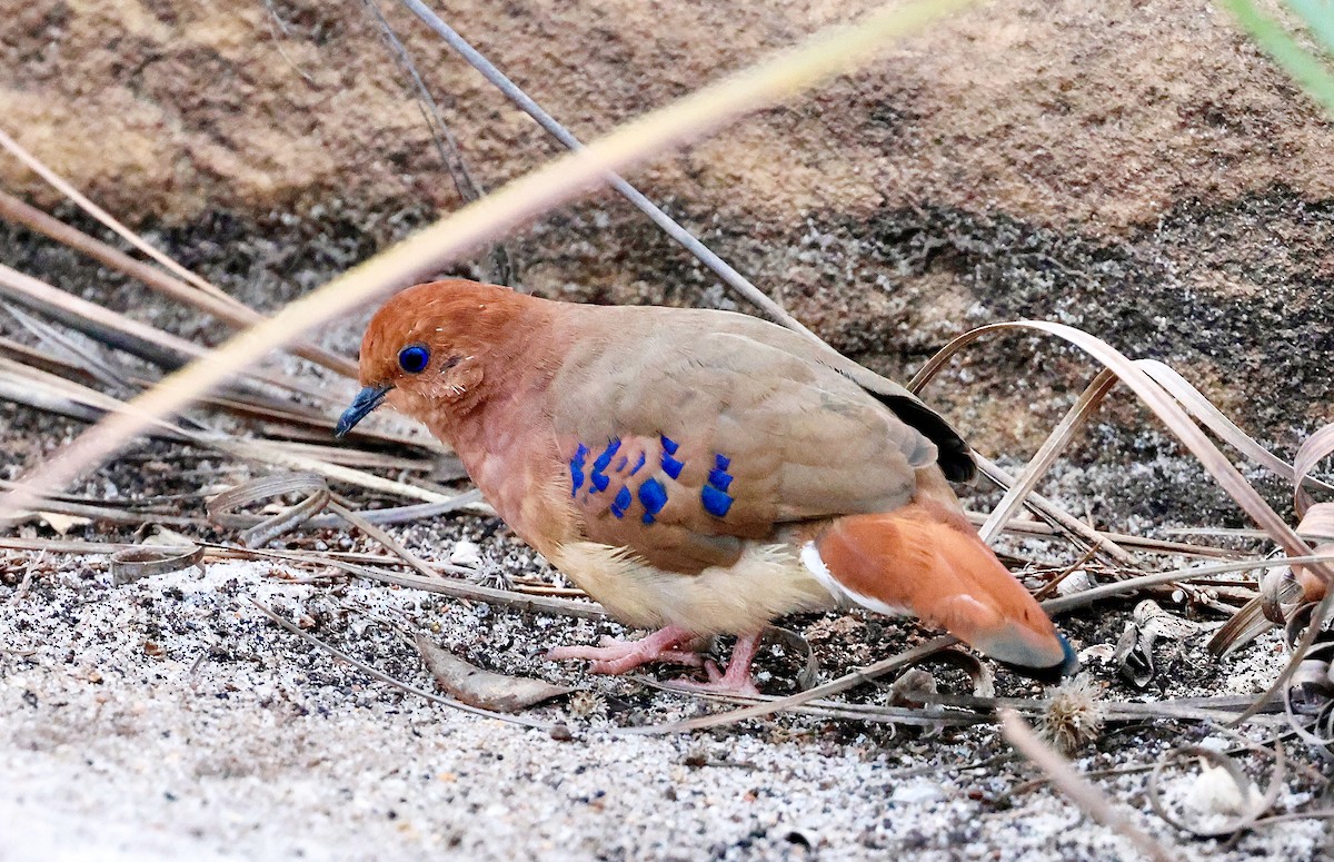 Blue-eyed Ground Dove - ML624982714