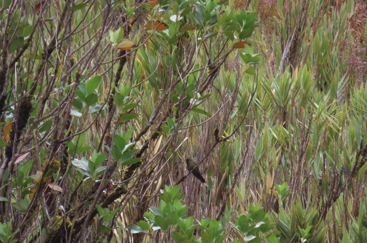 Bronze-tailed Thornbill - ML624982797