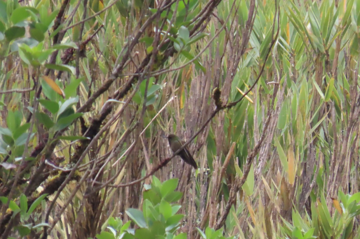 Bronze-tailed Thornbill - ML624982798