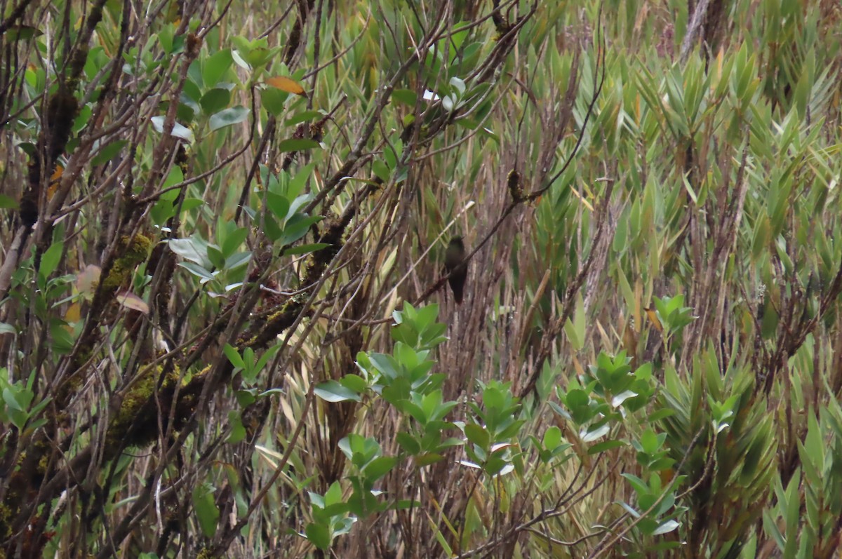 Bronze-tailed Thornbill - ML624982799