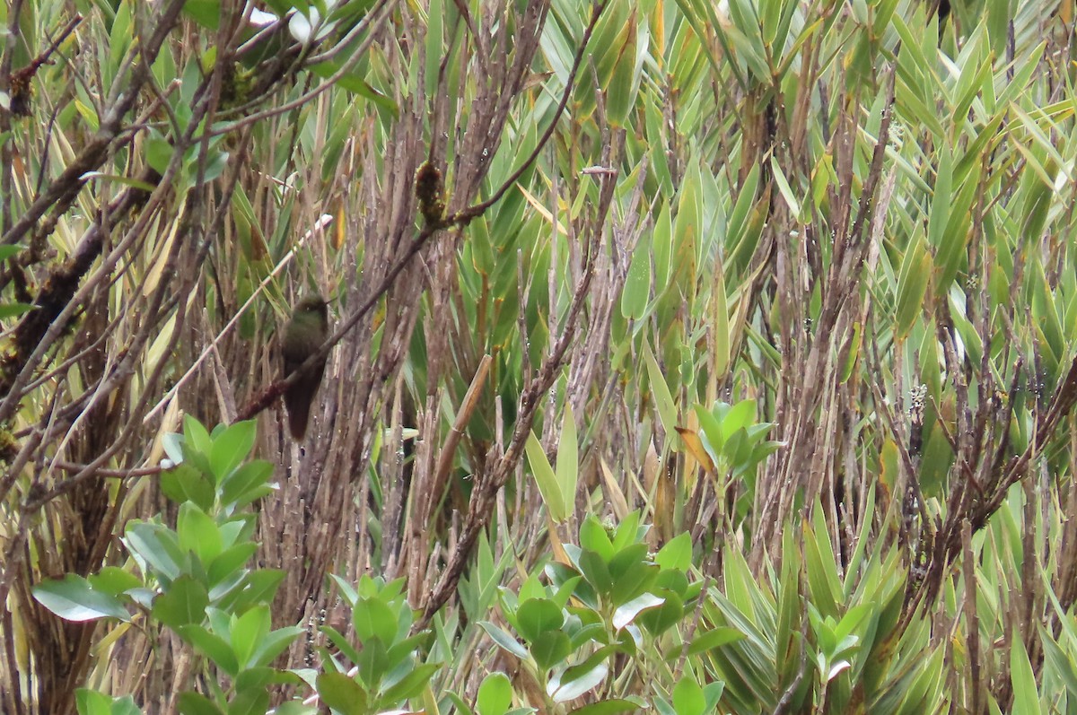 Bronze-tailed Thornbill - ML624982801