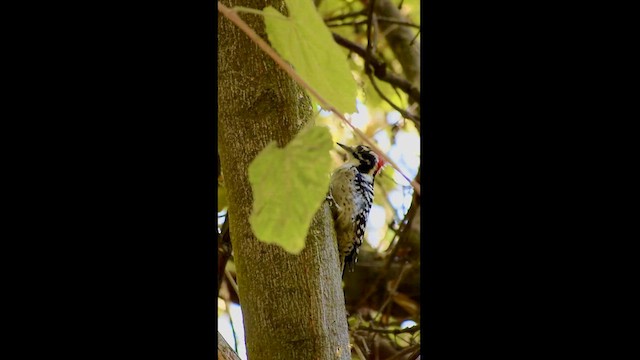 Nuttall's Woodpecker - ML624982832