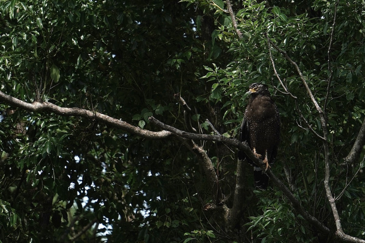 Crested Serpent-Eagle - ML624982890
