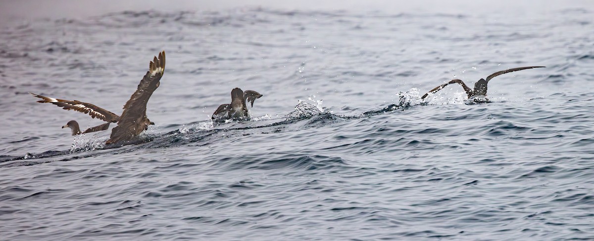 South Polar Skua - ML624982959