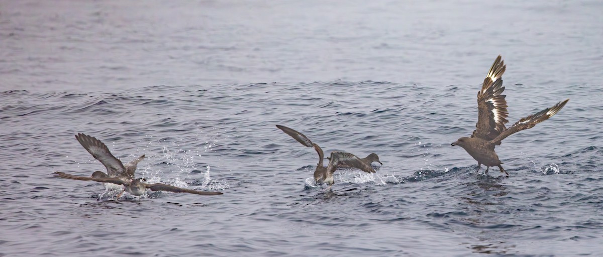 South Polar Skua - ML624982960