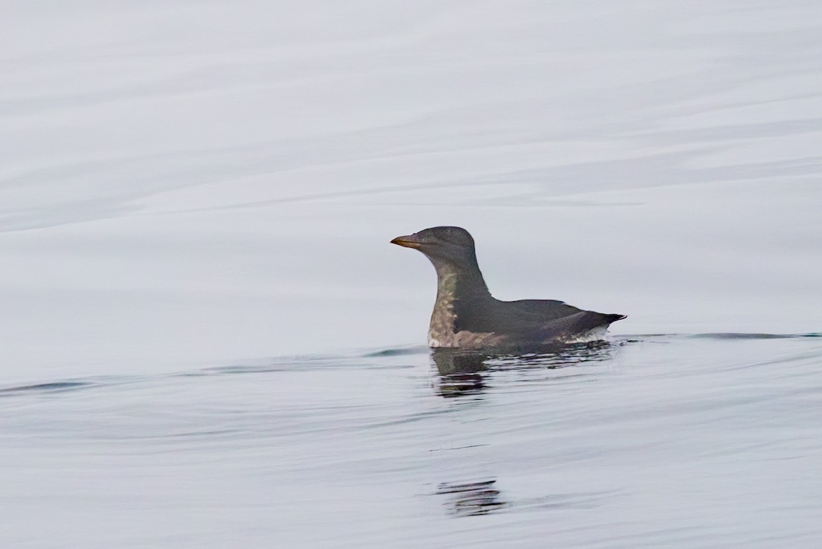 Rhinoceros Auklet - ML624982988