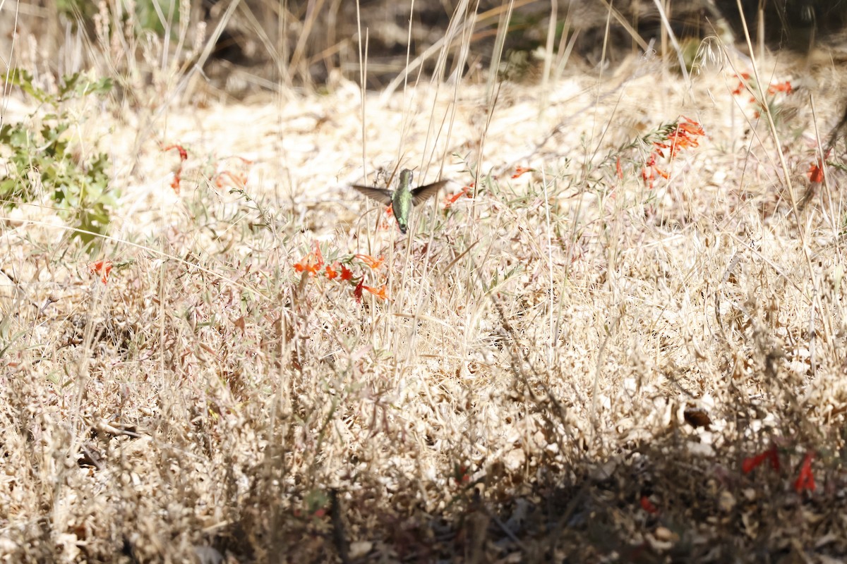 Anna's Hummingbird - ML624983064