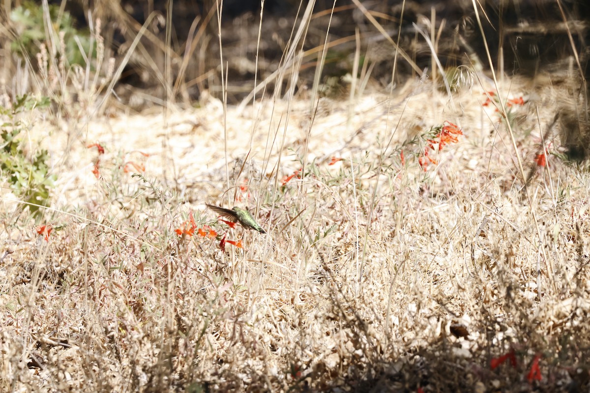 Anna's Hummingbird - ML624983065