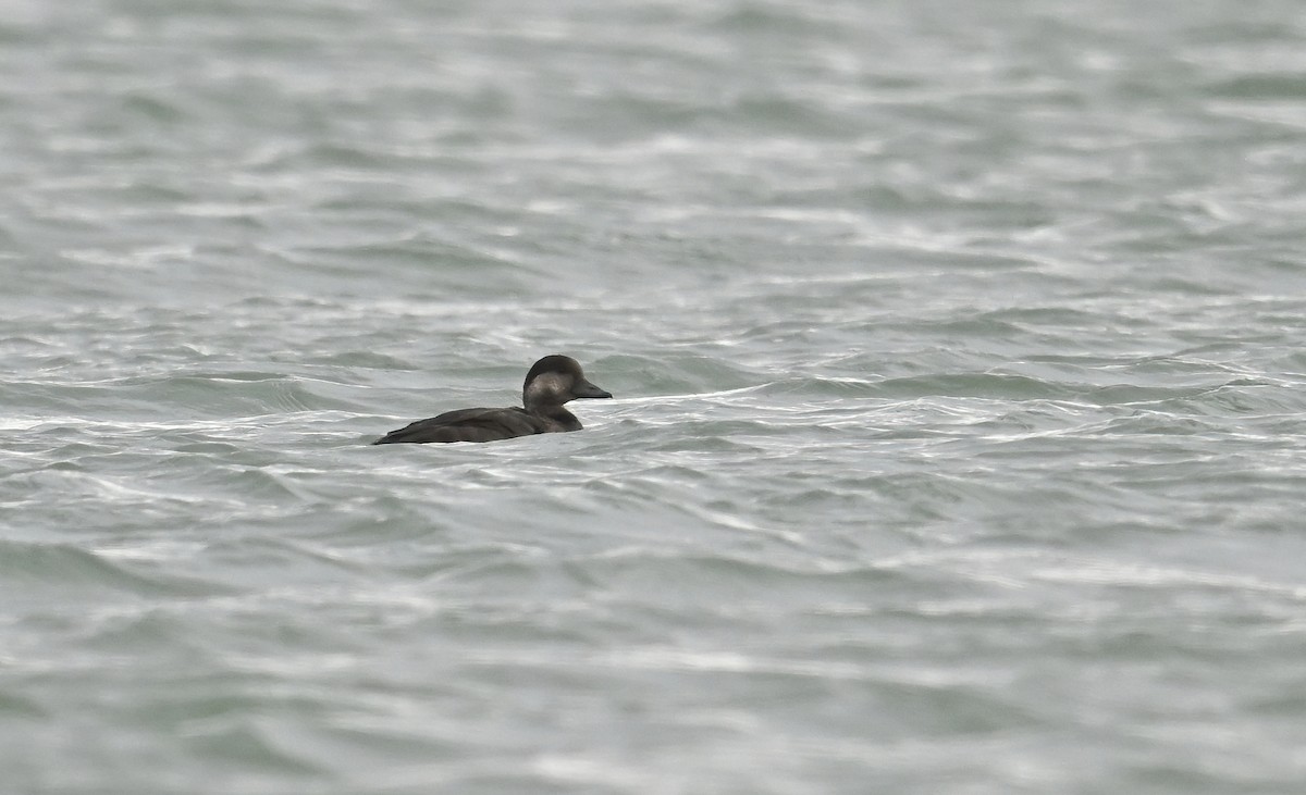 Black Scoter - ML624983076