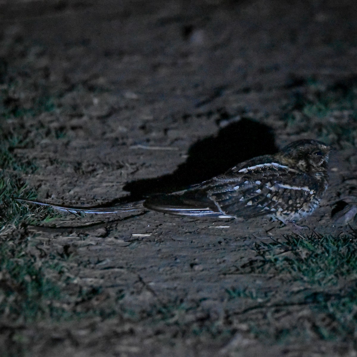 Scissor-tailed Nightjar - ML624983149