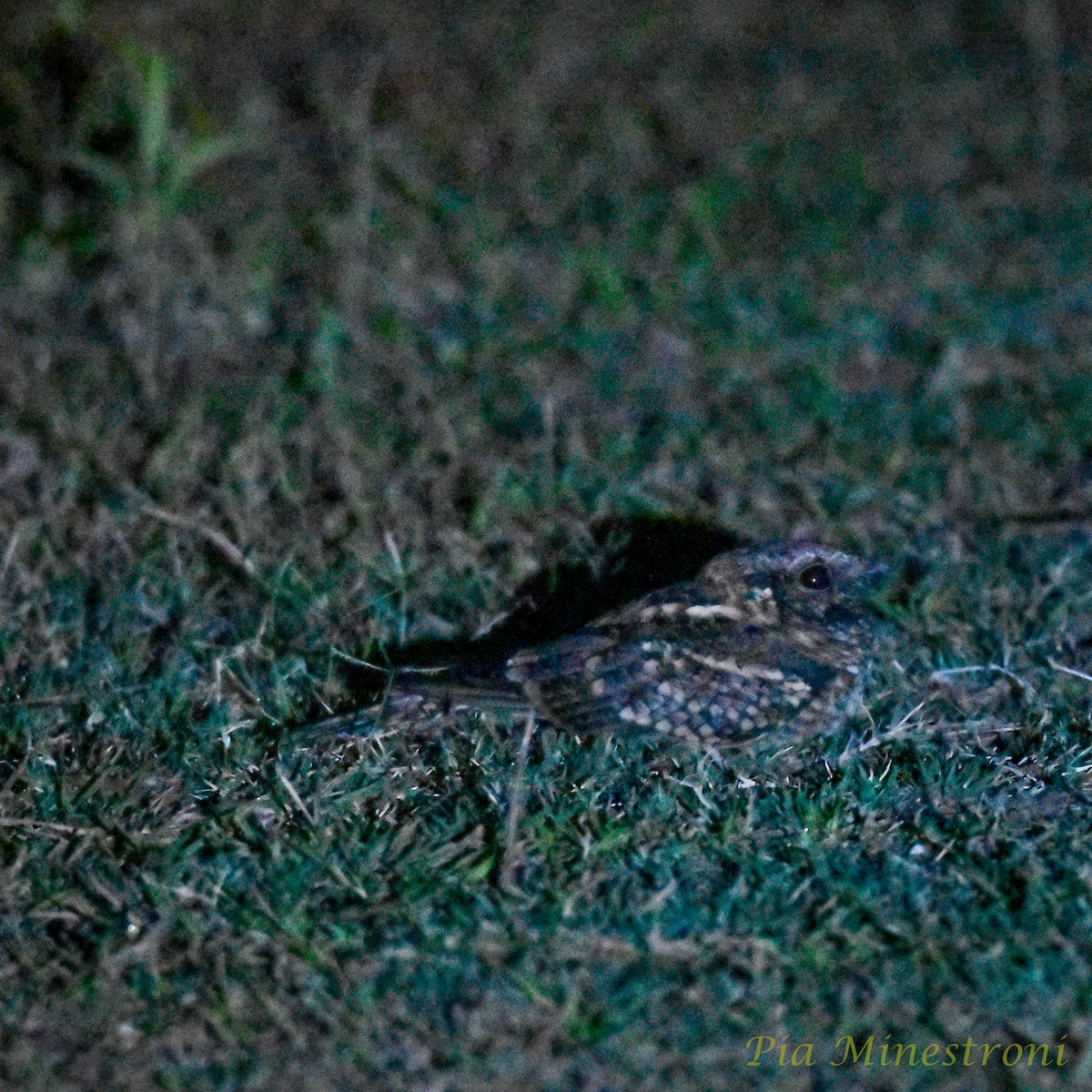 Scissor-tailed Nightjar - Pia Minestroni