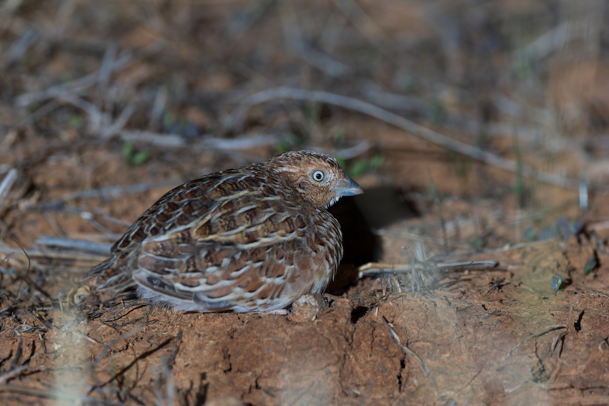 Little Buttonquail - ML624983250