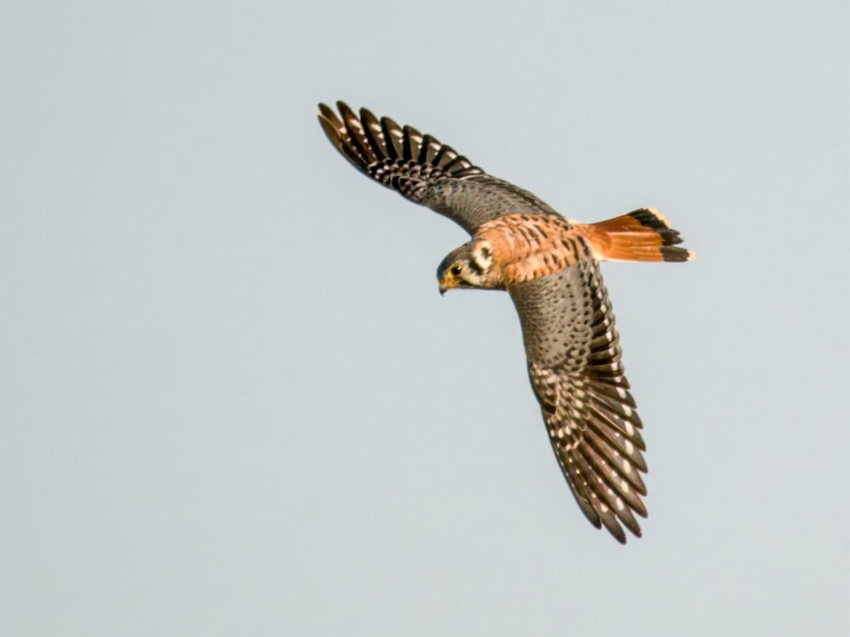 American Kestrel - ML624983358