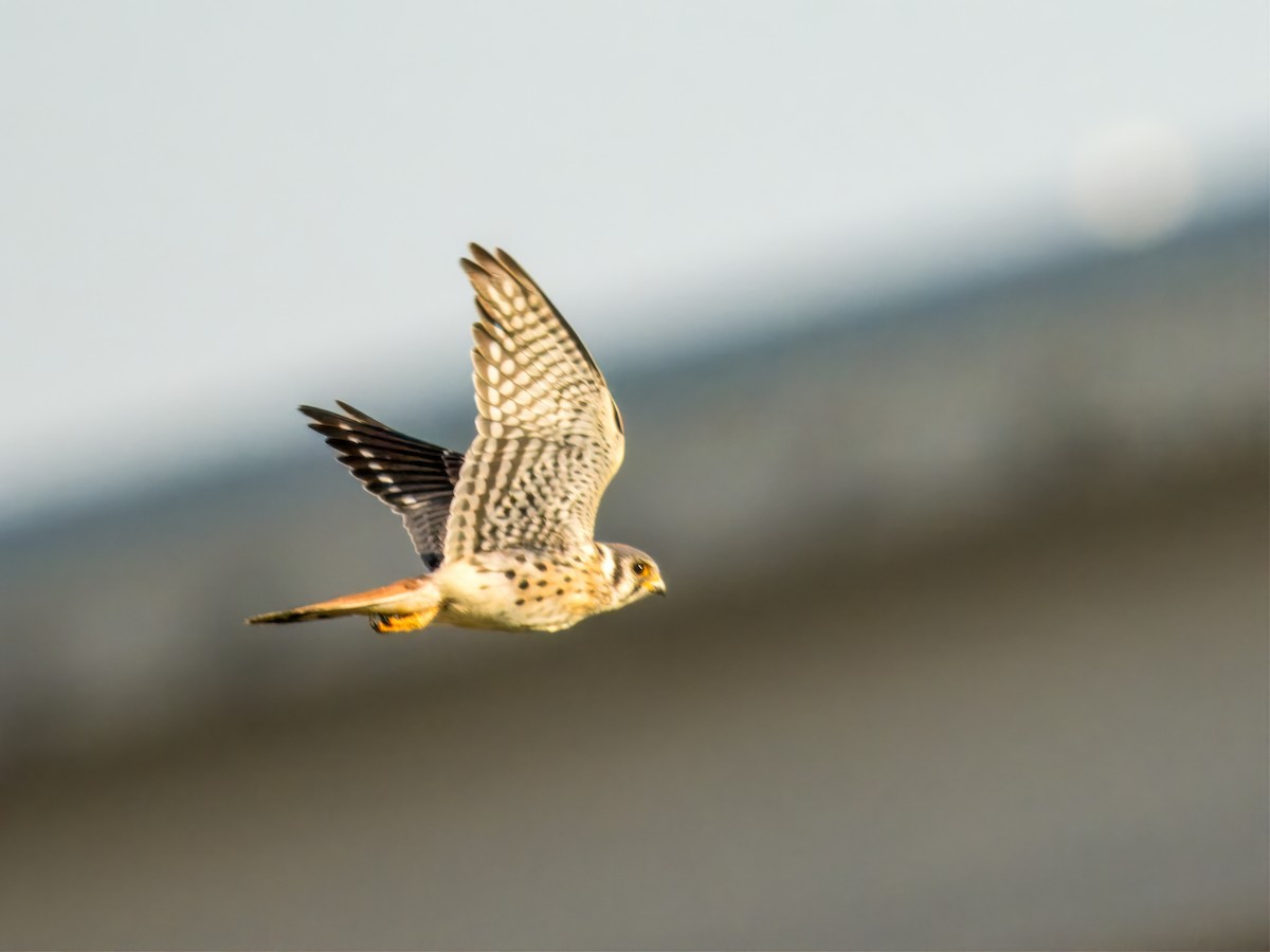 American Kestrel - ML624983360