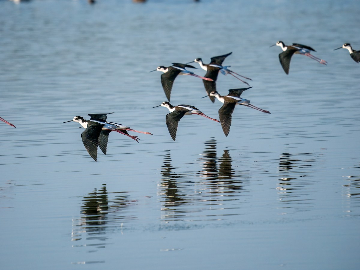 Black-necked Stilt - ML624983375