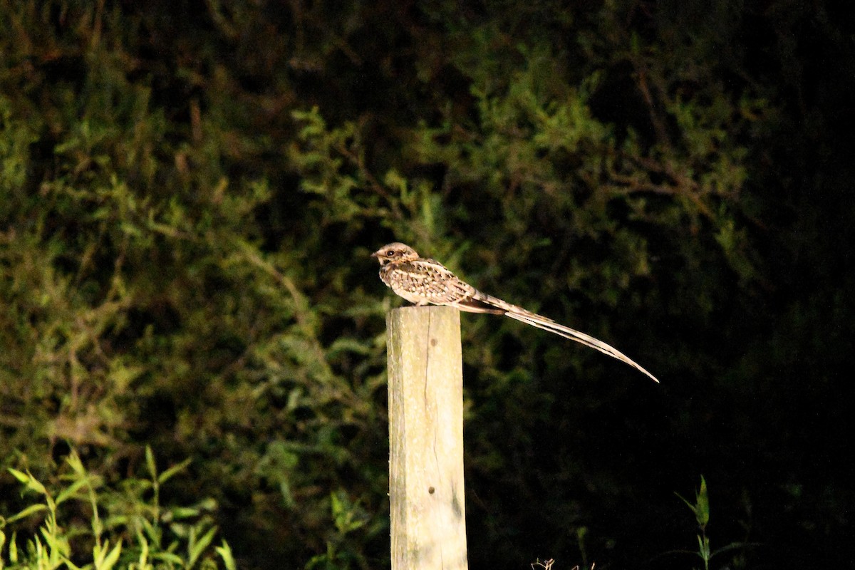 Scissor-tailed Nightjar - ML624983376