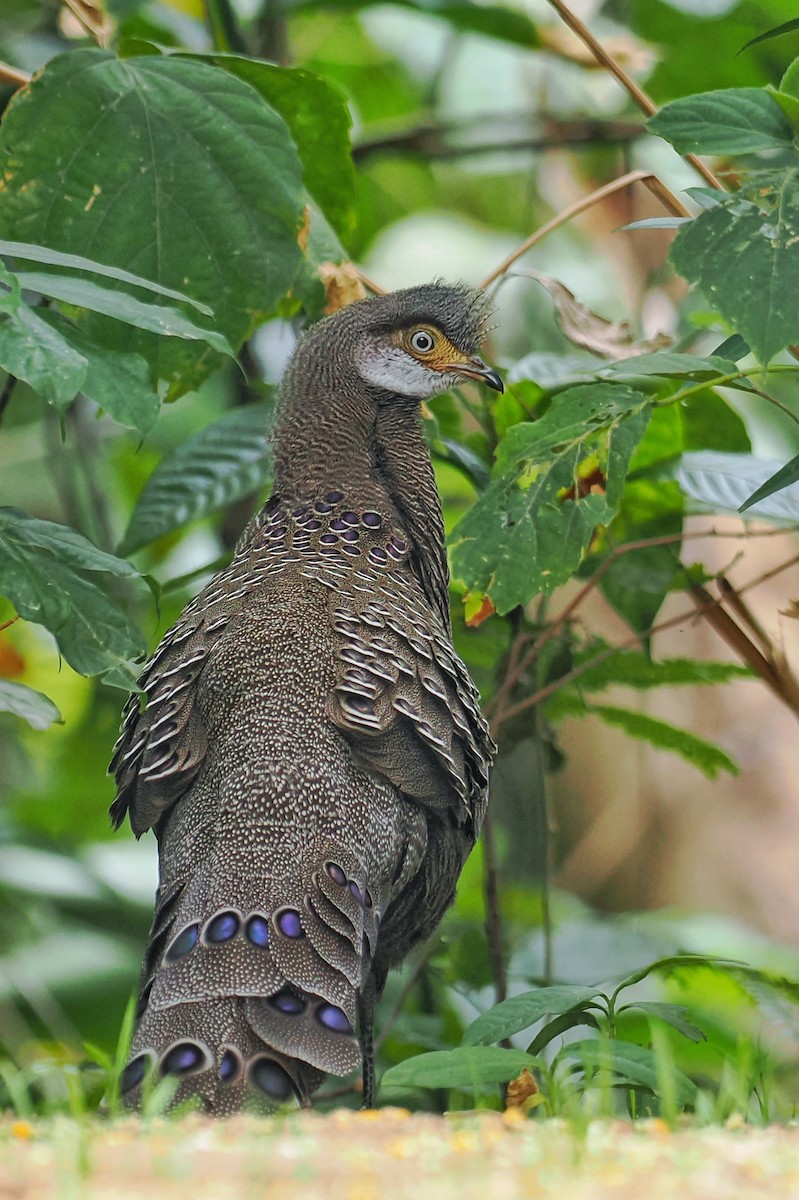 Gray Peacock-Pheasant - ML624983377