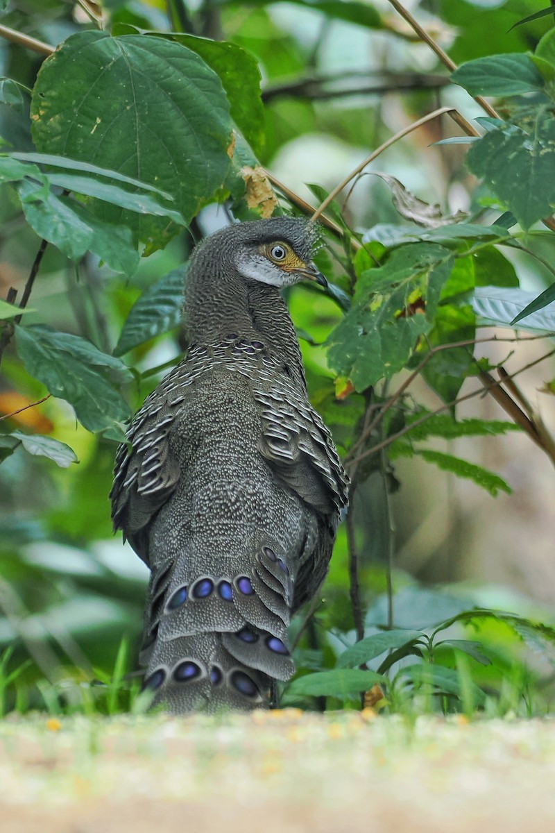 Gray Peacock-Pheasant - ML624983378