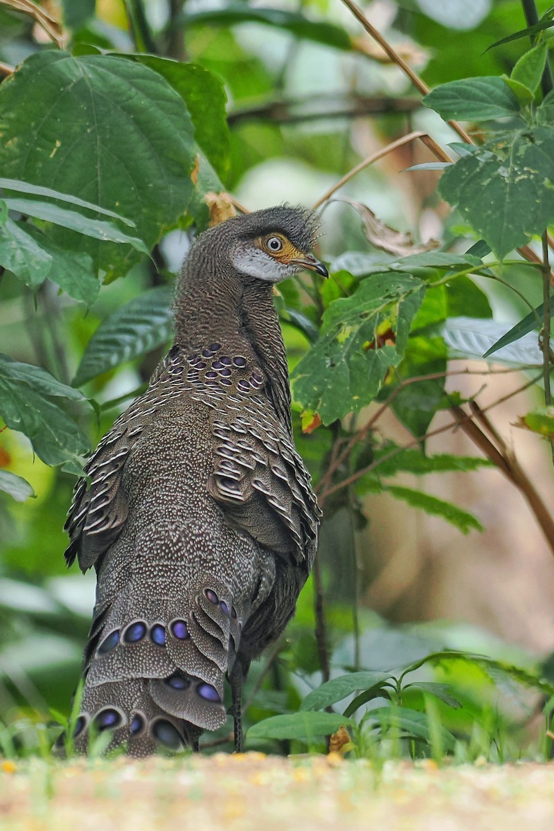 Gray Peacock-Pheasant - ML624983379