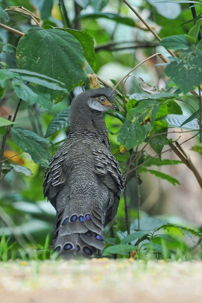 Gray Peacock-Pheasant - ML624983380